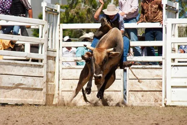 Man riding cow at rodeo